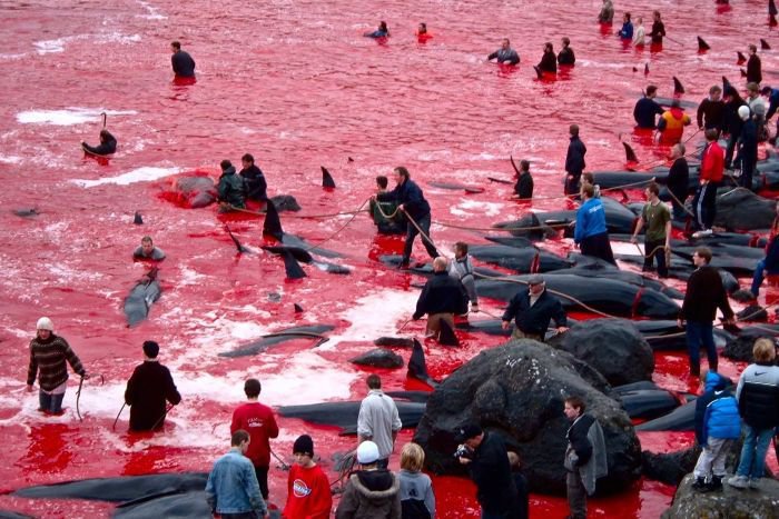 Whales killed in Denmark