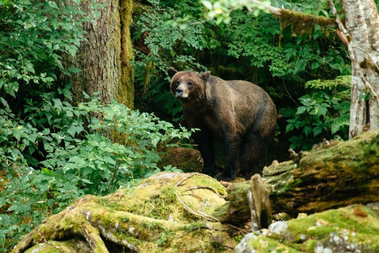 Canadian Composer Julien Gauthier Killed in Wild Bear Attack